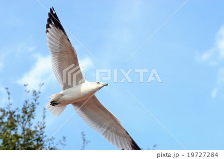 Seagull 19727284