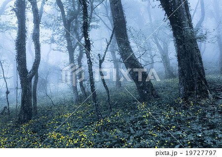 Spring forest in fog. Beautiful natural landscape 19727797