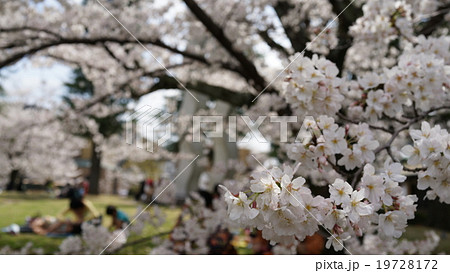 京都の桜 No.6 京都の桜 No.6 19728172
