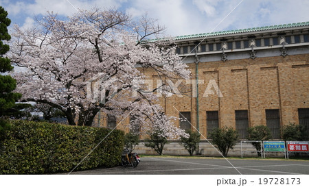 京都の桜 No.7 京都の桜 No.7 19728173