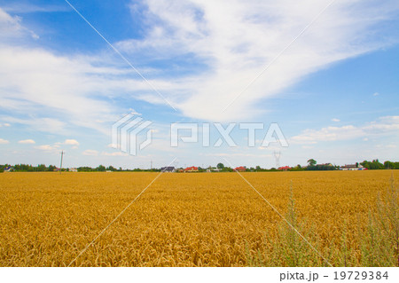 小麦畑 ヨーロッパ ポーランド の写真素材