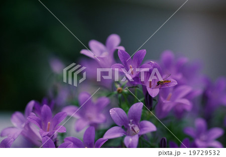 花と虫 花と虫 19729532