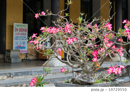 砂漠の薔薇 アデニウム ベトナム フエの王宮 の写真素材