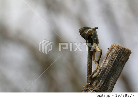 ハヤニエ 19729577