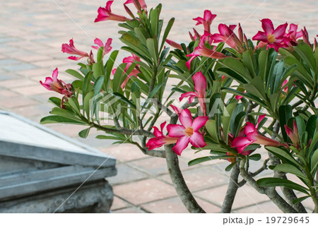 砂漠の薔薇　アデニウム　ベトナム　フエの王宮　 19729645