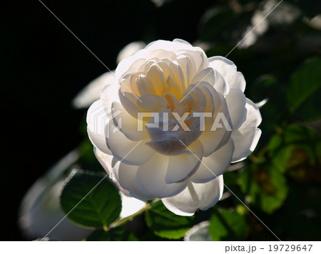陽光を浴びる薔薇 陽光を浴びる薔薇 19729647