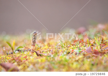 京都のツクシ 京都のツクシ 19729846