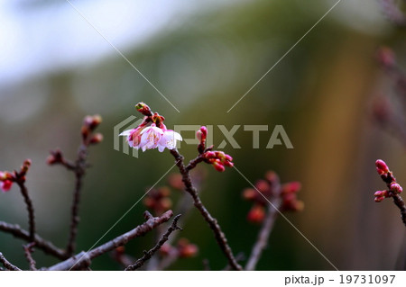 椿寒桜 19731097