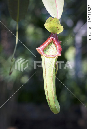 Pitcher plant or monkey cups Pitcher plant or monkey cups 19731322