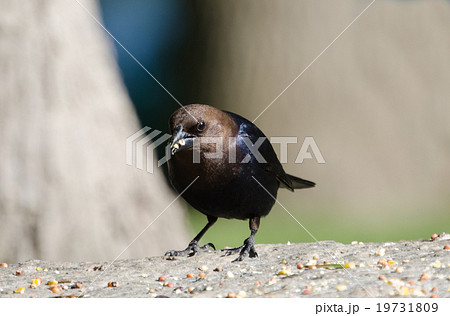 コウウチョウ Brown-headed cowbird コウウチョウ Brown-headed cowbird 19731809