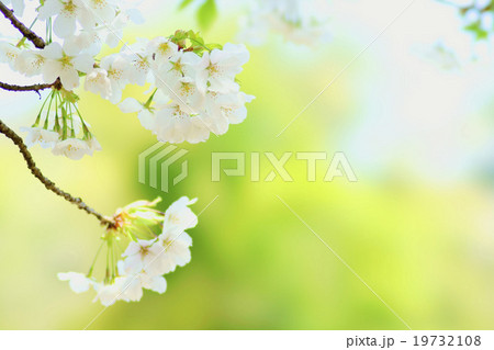 大島桜 19732108