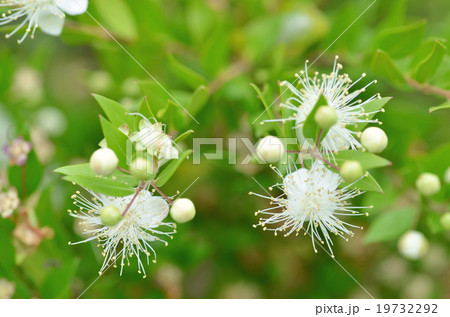 ギンバイカ 19732292