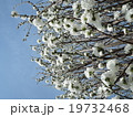 桜 19732468