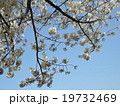 桜 19732469