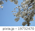 桜 19732470