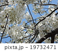 桜 19732471