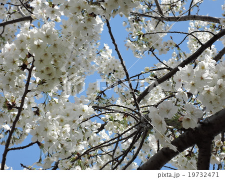 桜 桜 19732471