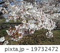 桜 19732472
