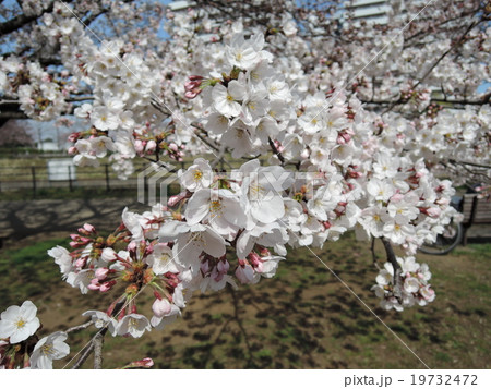 桜 19732472