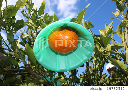 果樹園で収穫準備の傘をつけた「甘平（かんぺい）」＝愛媛固有種 19732512