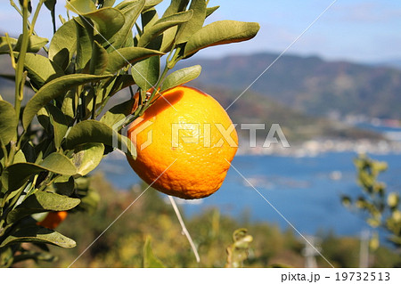 海を見下ろす段々畑で収穫時期を迎えた今津ポンカン 19732513