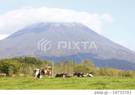 北海道の牧場と羊蹄山の写真素材