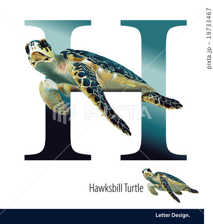 Vector Letter H for Hawksbill Turtla alphabet. 19733467