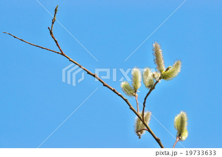 京都のネコヤナギ 京都のネコヤナギ 19733633