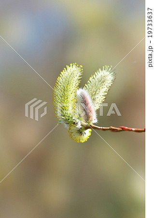 京都のネコヤナギ 京都のネコヤナギ 19733637