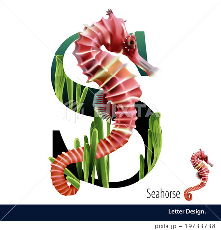 Vector  Letter S is Seahorse alphabet. English abc 19733738