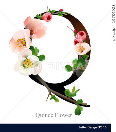 Letter Q Vector Alphabet With Pink Quince Flower Stock Illustration