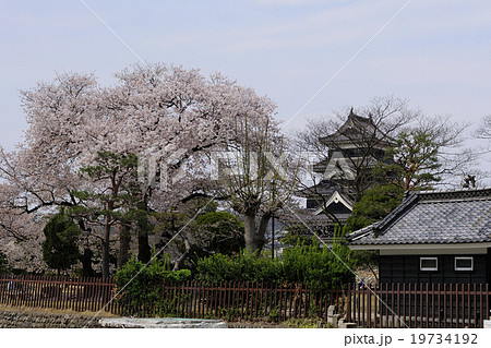 花、桜、満開＠松本城、長野県 19734192