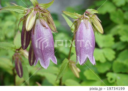 風情ある赤紫のホタルブクロ 19734199