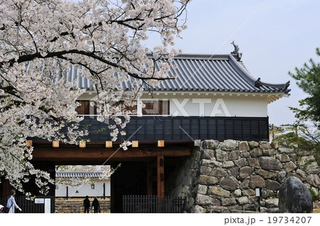 花、桜、満開＠松本城、長野県 19734207