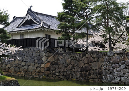 花、桜、満開@松本城、長野県 花、桜、満開@松本城、長野県 19734209