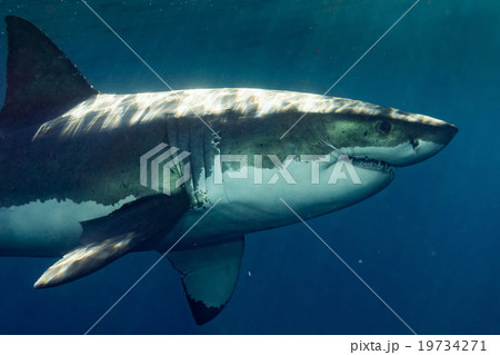 Great White shark ready to attack 19734271