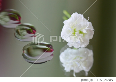 花弁と水玉 花弁と水玉 19734785