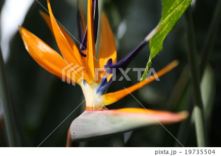 極楽鳥花 19735504