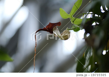 アリストロキア　トリロバタ 19735505