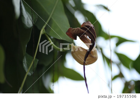 アリストロキア　トリロバタ 19735506