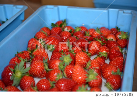 イチゴ農園 19735588