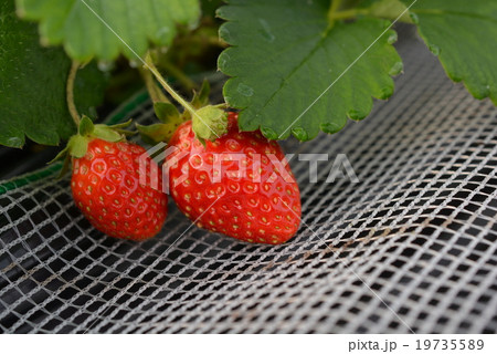 イチゴ狩り 19735589