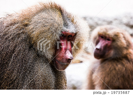 Monkey, Money, Monkey Year 2016 19735687