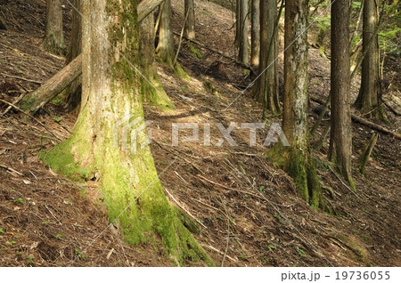 木洩れ日 木洩れ日 19736055