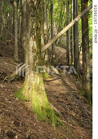 木洩れ日 19736056