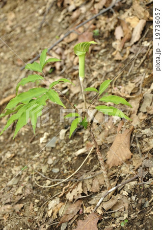 ホソバテンナンショウ 19736057