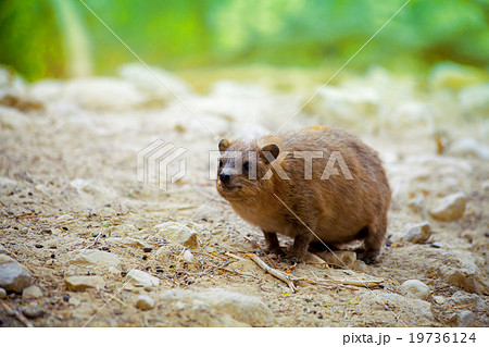 Rock hyrax walking on the rock Rock hyrax walking on the rock 19736124
