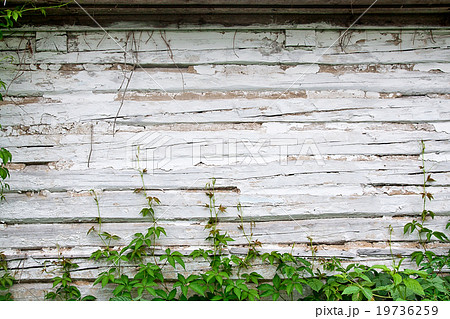 Green leaves of wild grapes on wooden background Green leaves of wild grapes on wooden background 19736259