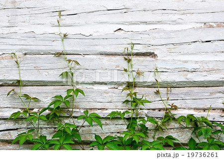 Green leaves of wild grapes on vintage background 19736261