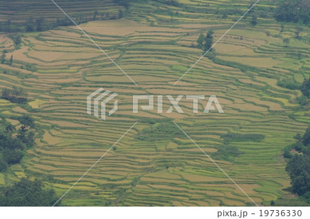 元陽の棚田 19736330